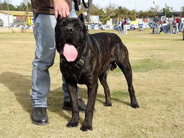 Pictures Of Cane Corso Dogs