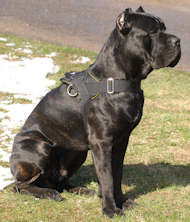 Pictures Of Cane Corso Dogs