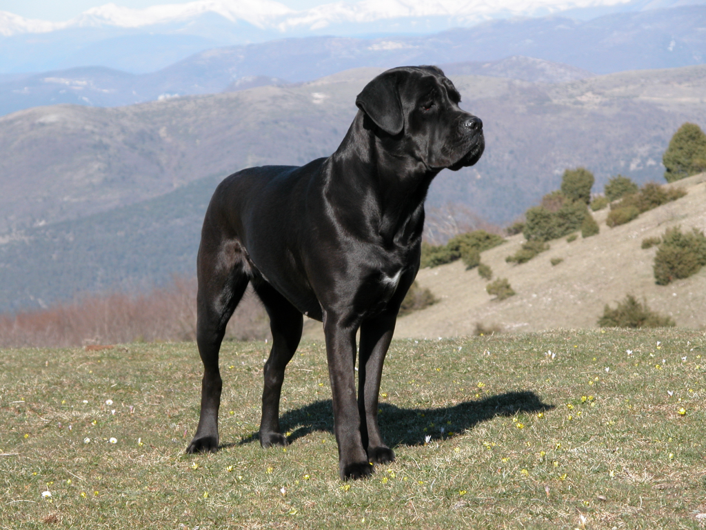 Pictures Of Cane Corso Dogs