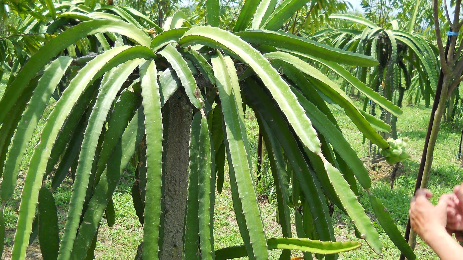 Pictures Of Dragon Fruit Plant