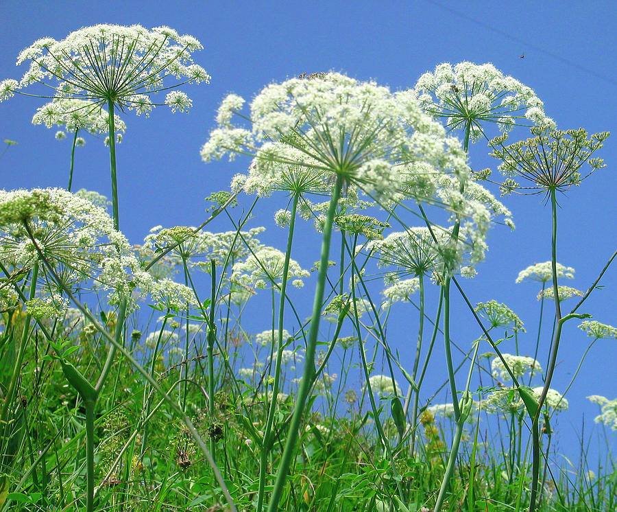 Pictures Of Nature And Flowers