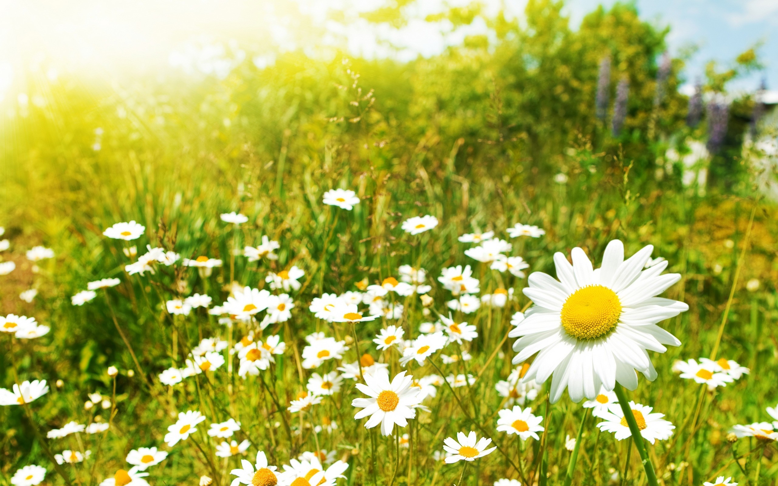 Pictures Of Nature And Flowers