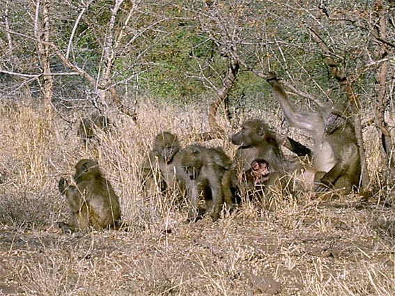 Pictures Of Wild Animals In Africa