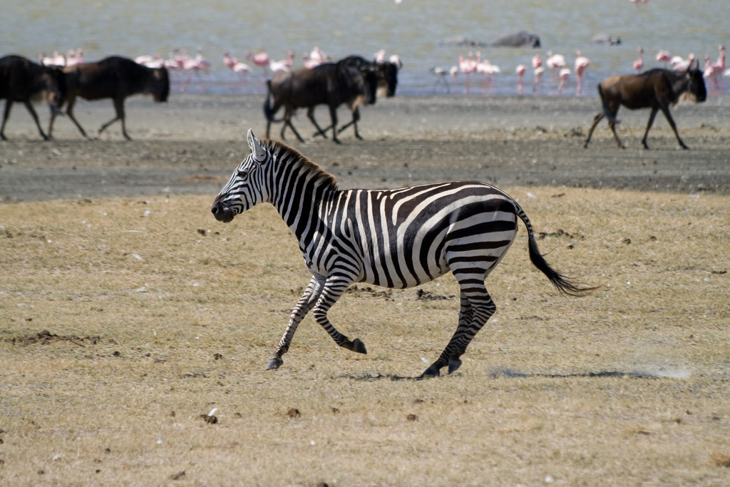 Pictures Of Wild Animals In Africa