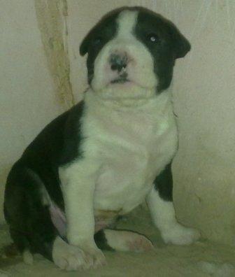Pitbull Puppies For Sale In India