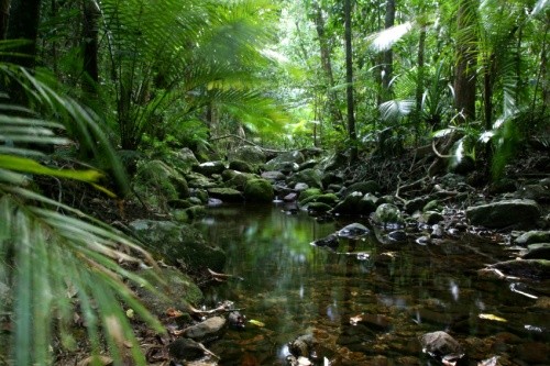 Plants And Animals In The Rainforest