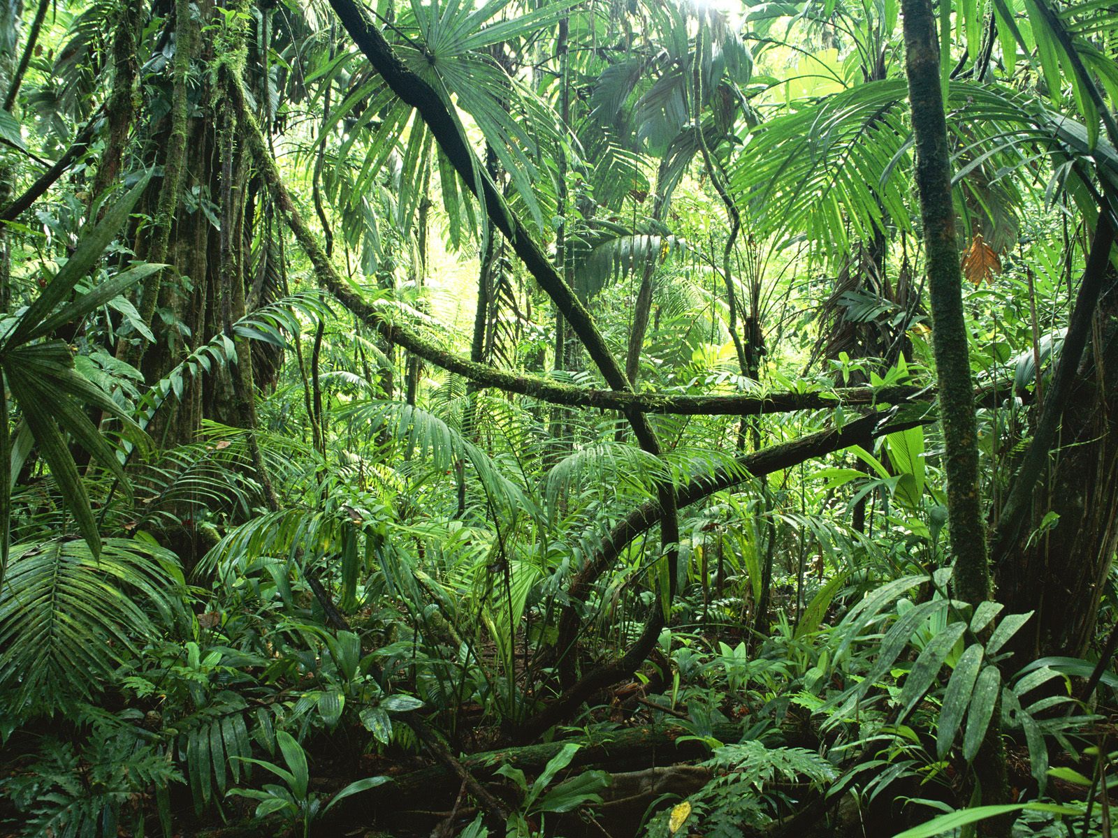 Plants And Animals In The Rainforest