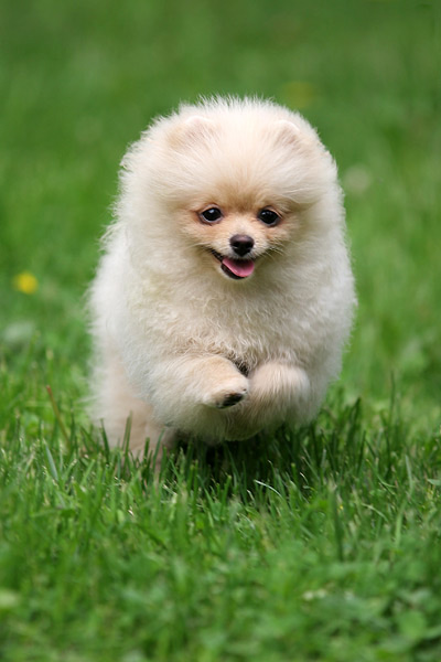Pomeranian Puppies Images