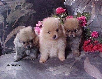 Pomeranian Puppies Images