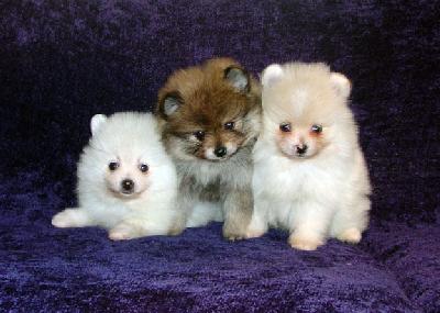 Pomeranian Puppies Images