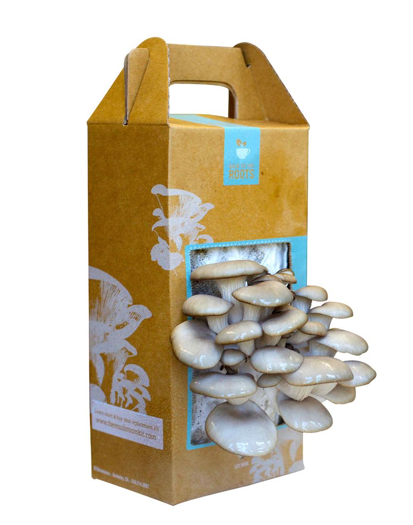 Psychedelic Mushrooms Kit