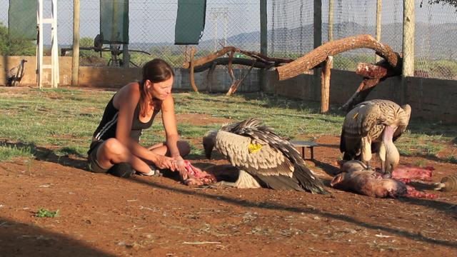 Puff Adder Bite Pictures