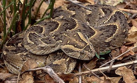 Puff Adder Bite Pictures