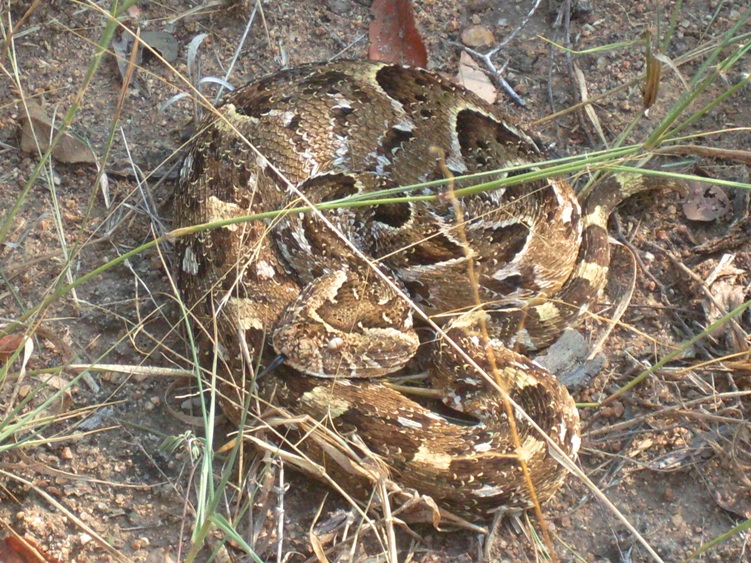 Puff Adder Snake Pictures