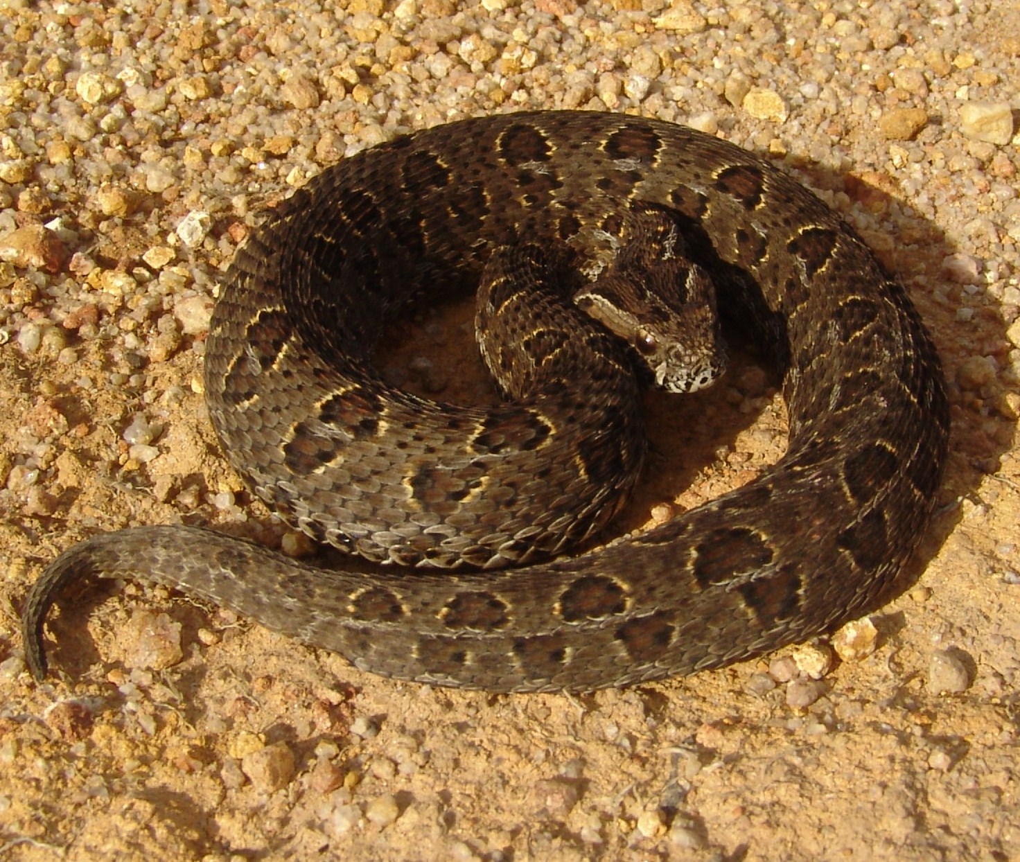 Puff Adder Snake Pictures