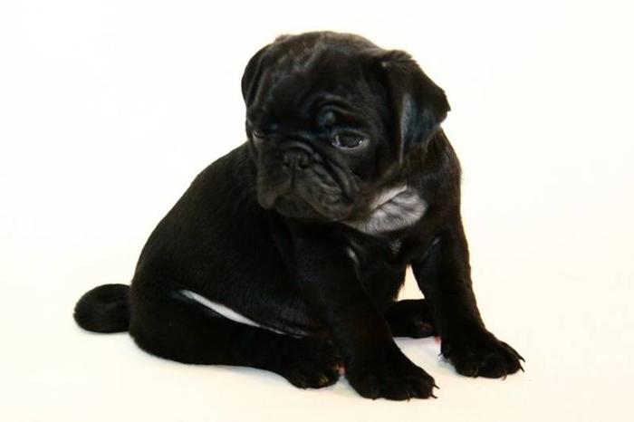 Pug Puppies For Sale Perth