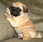 Pug Puppies For Sale Perth