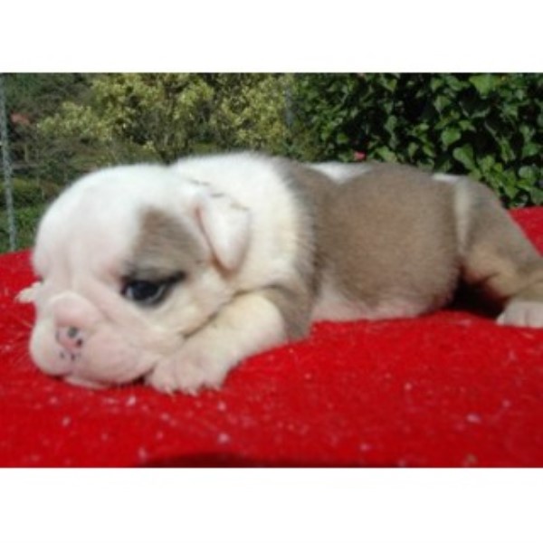 Puppies And Dogs For Sale In West Yorkshire