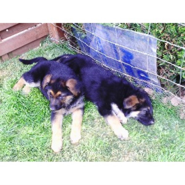Puppies And Dogs For Sale.co.uk