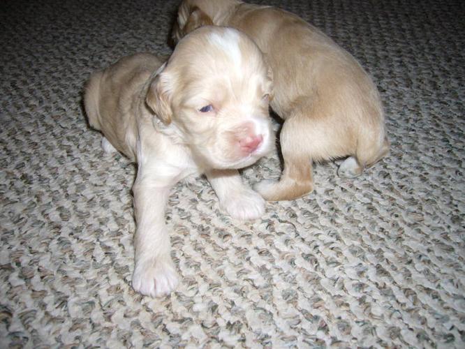 Puppies For Sale In London Ontario
