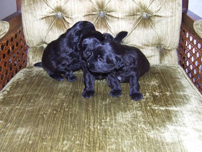 Puppies For Sale In London Ontario
