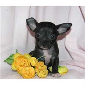 Puppies For Sale Perth Wa Chihuahua