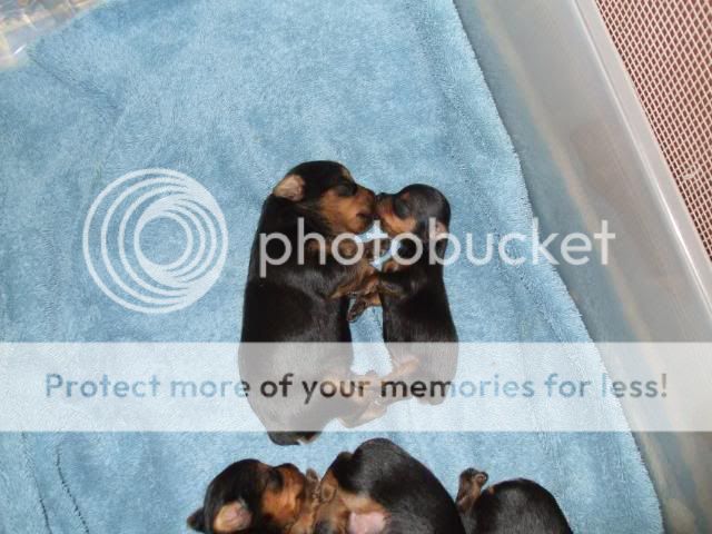 Puppies Kissing Pictures