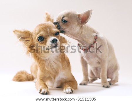 Puppies Kissing Pictures