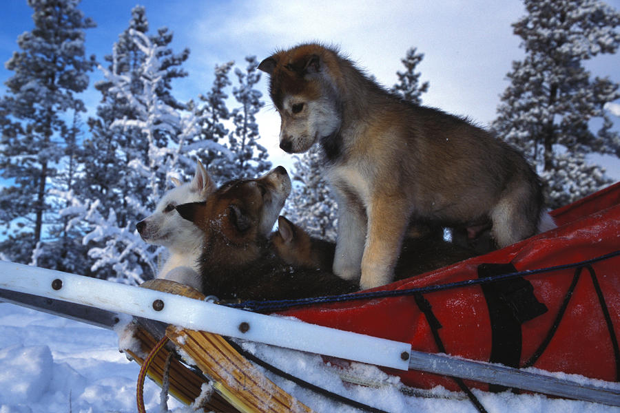 Puppies Playing In The Snow