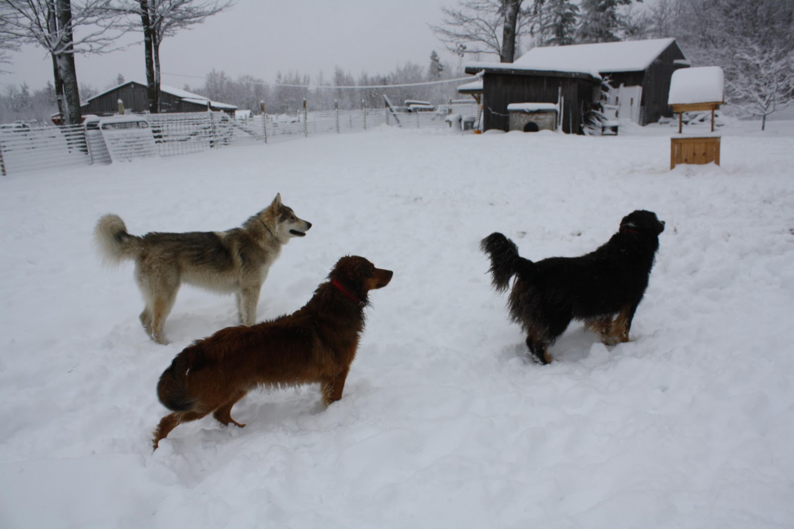 Puppies Playing In The Snow