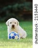 Puppies Playing Soccer