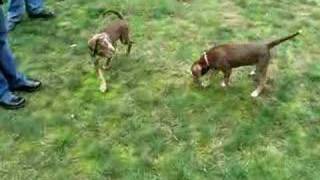 Puppies Playing Together