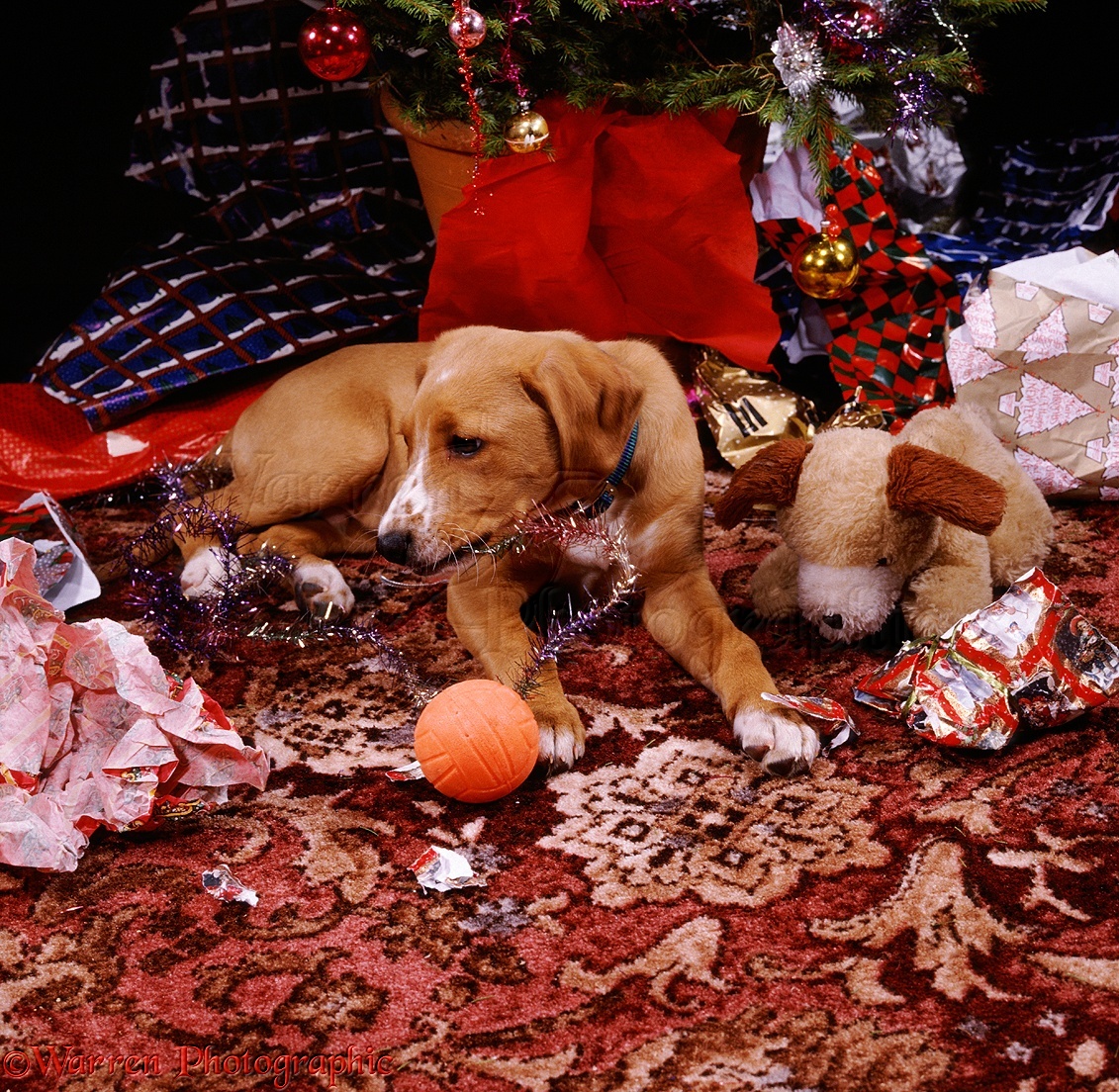 Puppies Playing With Toys