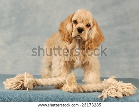 Puppies Playing With Toys