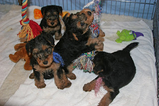 Puppies Playing With Toys