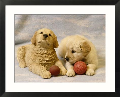 Puppies Playing With Toys