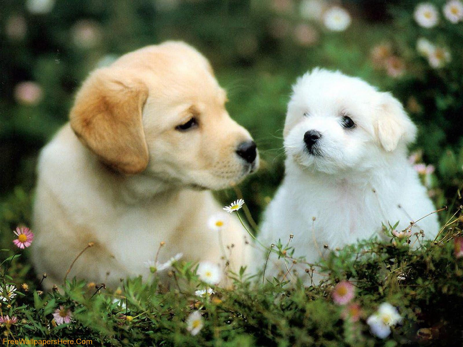 Puppies Wallpaper