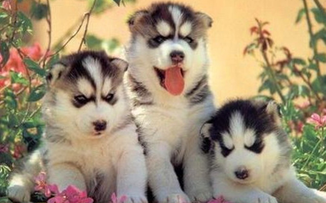 Puppies Wallpaper