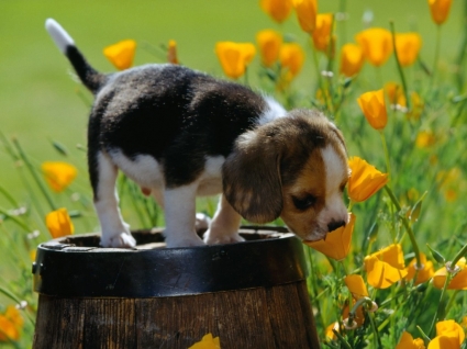 Puppies Wallpapers Free Download