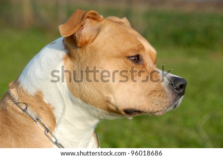 Purebred American Staffy Pups For Sale