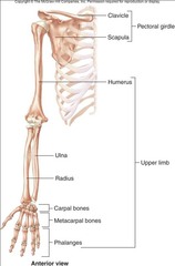 Quizlet Appendicular Skeleton