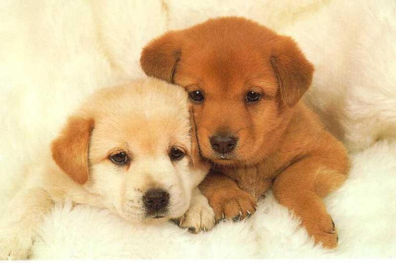 Really Cute Puppies And Dogs