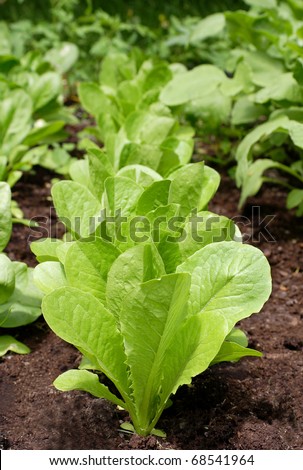 Romaine Lettuce Plant