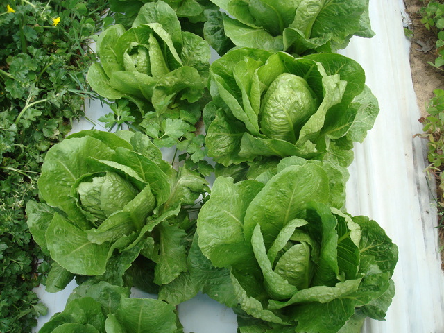 Romaine Lettuce Plant Spacing