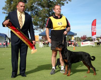Rottweiler Puppies For Sale Perth Wa