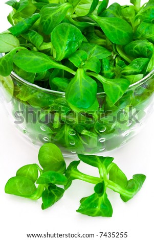 Salad Lettuce Types