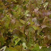 Salad Lettuce Types