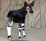 San Diego Zoo Animal Bytes Okapi