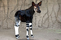 San Diego Zoo Animal Bytes Okapi