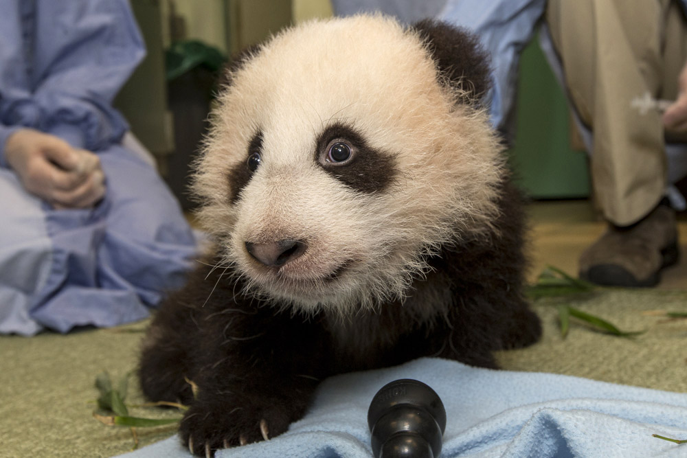 San Diego Zoo Panda